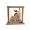 Image 8 : Northern Bobwhite Taxidermy Wildlife Scene Display