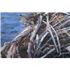 Image 9 : William Bailey Eagle With Eaglet Limited Ed Print