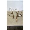 Image 1 : PAIR OF ANIMAL ANTLERS