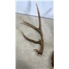 Image 2 : PAIR OF ANIMAL ANTLERS
