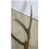 Image 3 : PAIR OF ANIMAL ANTLERS
