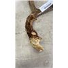 Image 8 : PAIR OF ANIMAL ANTLERS
