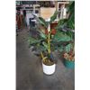 Image 2 : 2 ARTIFICIAL FERNS