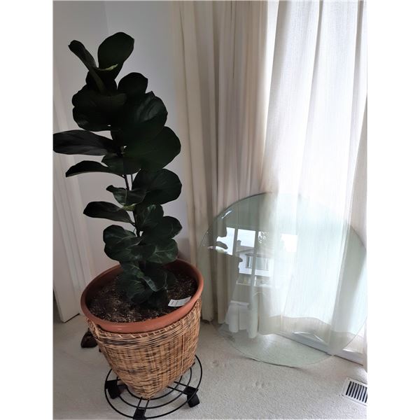 Indoor Plant and more C
