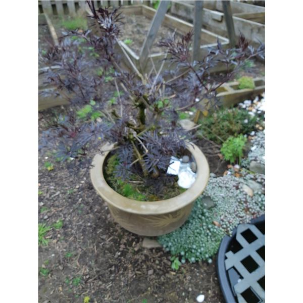 Out Door Potted Plant Cat C