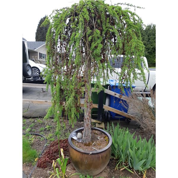 Weeping Larch in Ceramic Pot Cat A