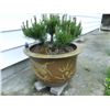Image 1 : Potted Plant Cat C