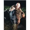 Image 8 : SL13 - GIANT MINNESOTA BLACK BEAR HUNT FOR 1 HUNTER