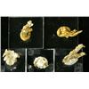 Image 1 : FIVE LEAF AND CRYSTALLINE GOLD SPECIMENS