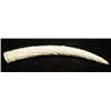Image 1 : Worldwide. Odd and Curious. Ivory Tusk