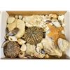 Image 1 : ASSORTED SEASHELLS
