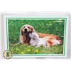 Image 1 : 1000PC PUZZLE DOGS