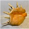 Image 1 : CONCH SHELL