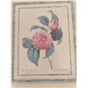 Image 2 : Artificial Flower Wall Decorations, Floral Art Prints by P.J Redoute