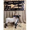 Image 1 : Rhett Hanson - Ewe - Airdrie Beef and Sheep