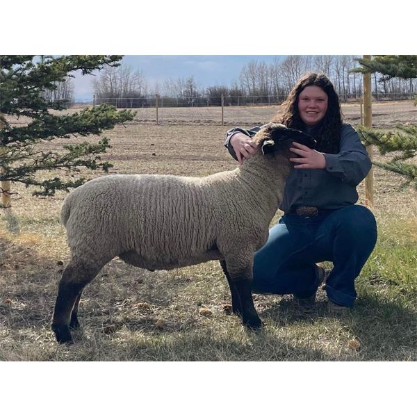 Tori Anderson - Wether - Bow Valley Beef & Multi 4-H Club