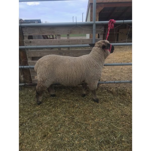 Abigayle Gosling - Wether - Bow Valley Beef & Multi 4-H Club
