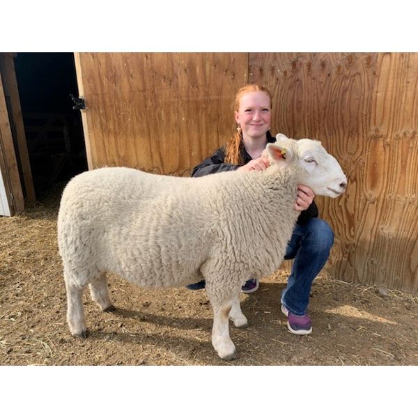 Katelyn Meier - Wether - Bow Valley Beef & Multi 4-H Club