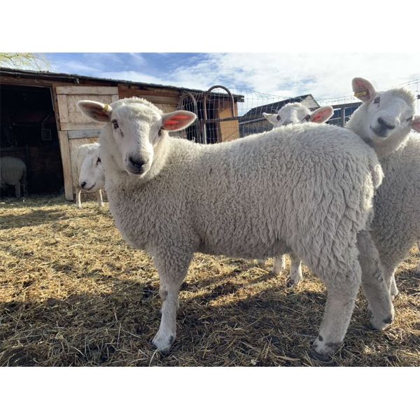 Ramsay Miller - Wether - Bow Valley Beef & Multi 4-H Club