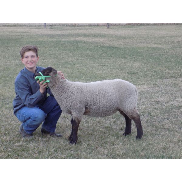 Luke Wortman - Wether - Bow Valley Beef & Multi 4-H Club