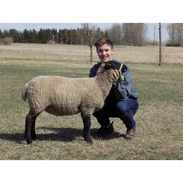 Zackary Wortman - Wether - Bow Valley Beef & Multi 4-H Club
