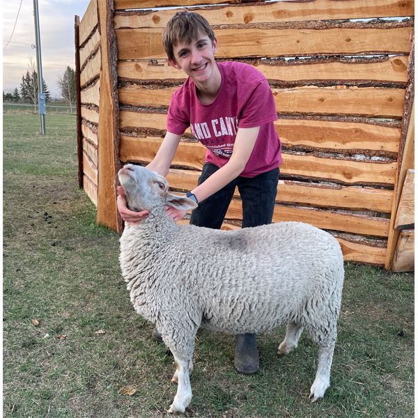 Thomas Hastings - Ewe - Foothills Sheep and Multi Club