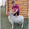 Image 1 : Thomas Hastings - Ewe - Foothills Sheep and Multi Club