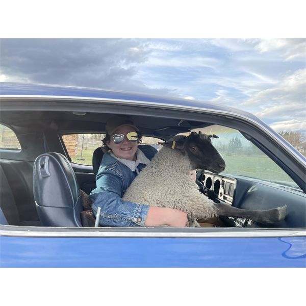 Alexander Hastings - Ewe - Foothills Sheep and Multi Club