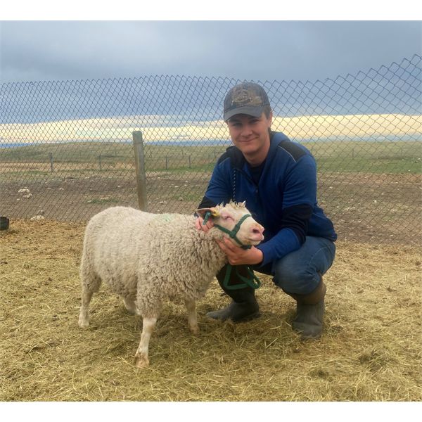 Tyson Ully - Wether - Foothills Sheep and Multi Club