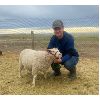 Image 1 : Tyson Ully - Wether - Foothills Sheep and Multi Club