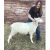 Image 1 : Megan Siewert - Wether - Foothills Sheep and Multi Club