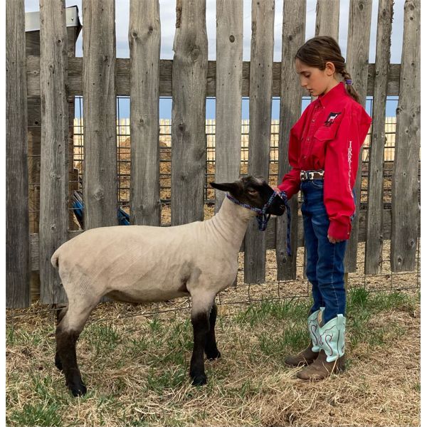 Frances Hagel - Wether - Irricana 4H Beef and Multi