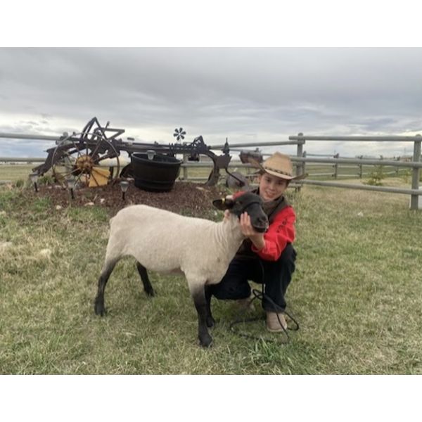 Lucas Jordan - Ewe - Irricana 4H Beef and Multi