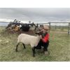 Image 1 : Lucas Jordan - Ewe - Irricana 4H Beef and Multi