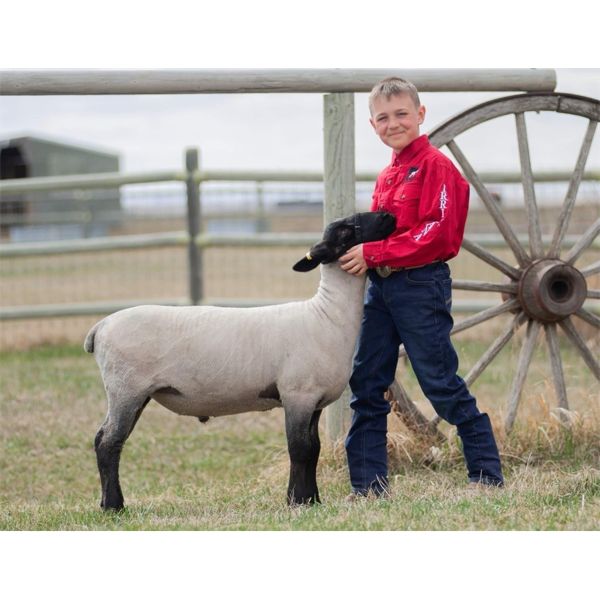 Mason Tanner - Wether - Irricana 4H Beef and Multi