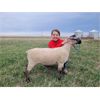 Image 1 : Miriam Wray - Ewe - Irricana 4H Beef and Multi