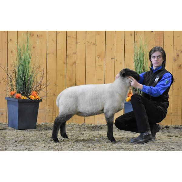 Justin Watkins - Wether - Millarville-Stockland 4-H Beef Club