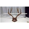 Image 2 : Antique Antler & Plaque