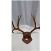 Image 3 : Antique Antler & Plaque