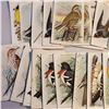 Image 6 : large lot of 1938 Arm & Hammer Useful Birds of America Series 10 and Red Rose Blue Ribbon Tea cards 