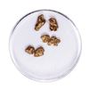 Image 1 : Lot of Gold Nuggets 2.27 Grams Total Weight