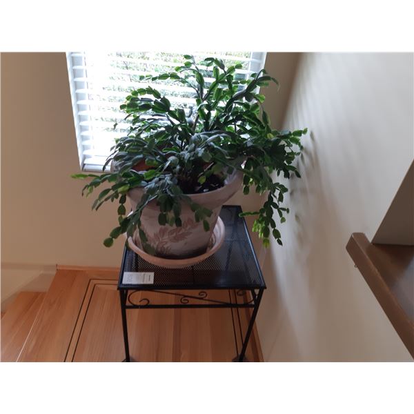 Table and Plant Cat A