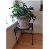 Image 2 : Table and Plant Cat A