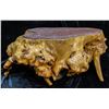 Image 1 : Burl Wood Fir Tree Coffee Table  [149121]