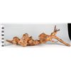 Image 2 : Burl Wood Root Sculpture  [149214]