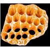 Image 2 : Honeycomb Calcite from Utah  [149146]