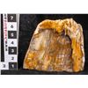 Image 1 : Petrified Wood  [149412]