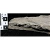 Image 2 : Crinoid Fossil Plate  [150952]