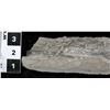 Image 2 : Crinoid Fossil Plate  [150901]