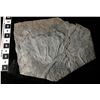 Image 1 : Crinoid Fossil Plate  [150902]